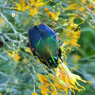 Fig. 05B: Photograph of an adult green June beetle.